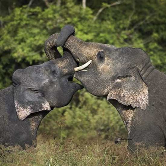 Safari Partner Sri Lanka