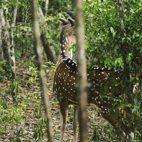 Safari Partner Sri Lanka