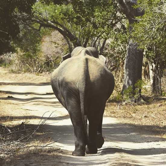 Safari Partner Sri Lanka