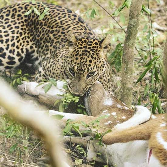 Safari Partner Sri Lanka